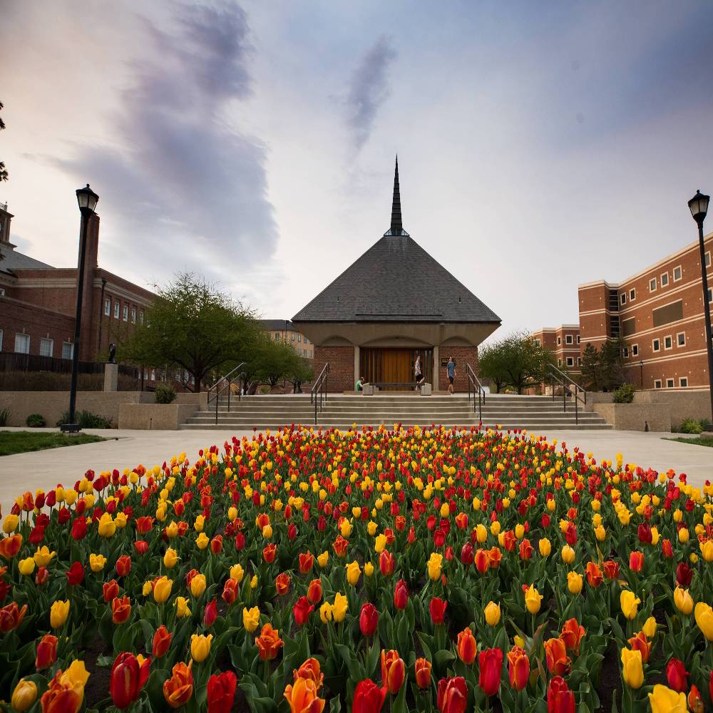 Tulips planted infront of Grace Memorial Chapel.